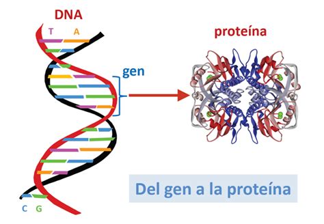 Del Gen A La Prote Na Gu A Metab Lica