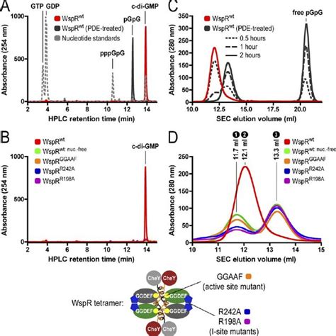 Cyclic Di Gmp Binding And Gel Filtration Profile Of Wild Type And Download Scientific Diagram