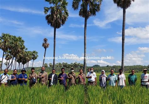 Detail Berita Website Balai Karantina Pertanian Kelas I Kupang