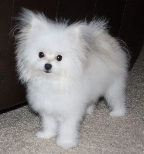 Maltipom (Maltese X Pomeranian) Info, Temperament, Puppies, Pictures