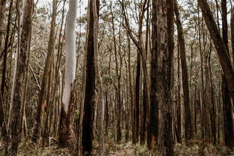 Wombat State Forest Daylesford Macedon Life