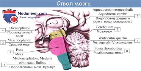 Анатомия: Зрительный перекрест, chiasma opticum. Сосцевидные тела ...