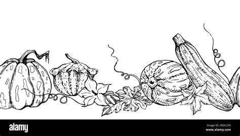 Hand Drawn Ink Vector Pumpkin Gourd Squash Flower Tendrils And Leaf