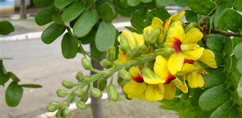 All About Brazil's National Flower: The Golden Trumpet