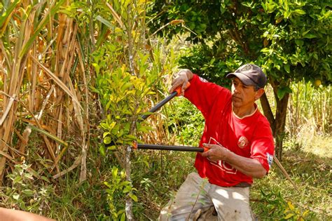 El Niño global lo que debes saber para que la mosca de la fruta no