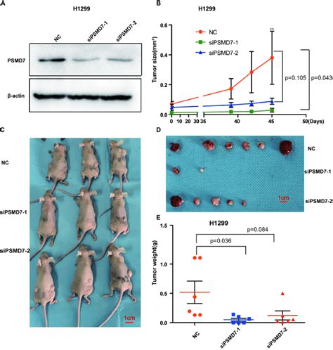 PSMD7 Knockdown Inhibits Tumor Growth In Vivo H1299 Cells Were