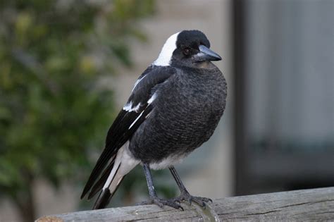 Australian Magpie Facts, Habitat, Diet, Life Cycle, Baby, Pictures