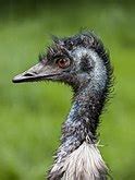 Emu - Wikipedia