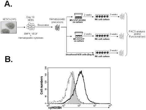 Nk Cell Culture Procedure Of Hesc Derived Hematopoietic Precursor