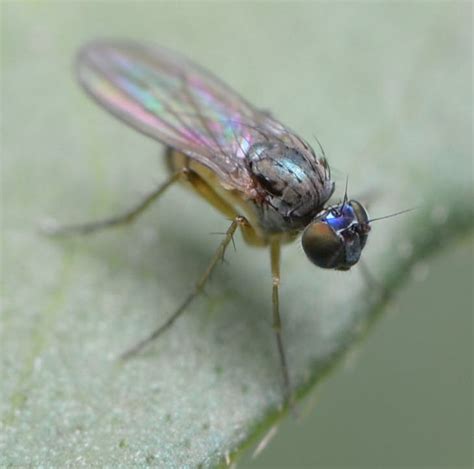 Diptera Info Discussion Forum Sympycnus Simplicipes