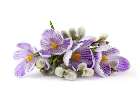 Crocus Flowers And Willow Twigs Stock Photo Image Of Background