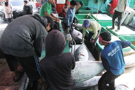 Kisah Nelayan Bertaruh Nyawa Menangkap Ikan Tuna Mongabay Co Id