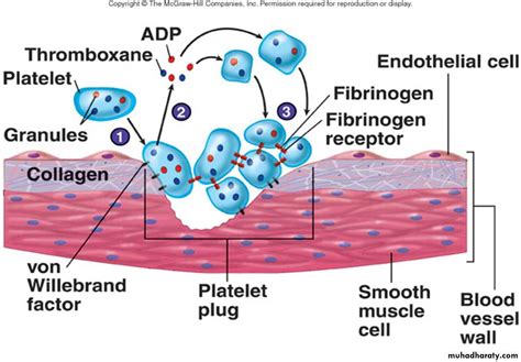 Platelet And Hemostasis Pptx D Suroor Muhadharaty