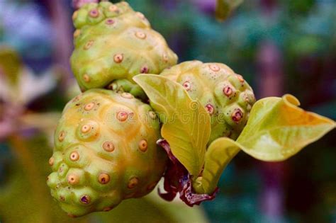 Morinda Citrifolia Noni Fruit In Gran Canaria Spain Stock Photo