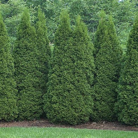 Cottage Gardens 3 Gal Emerald Green Arborvitae Shrub 6273 The Home Depot