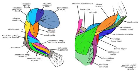 Left Arm Anatomy Diagram