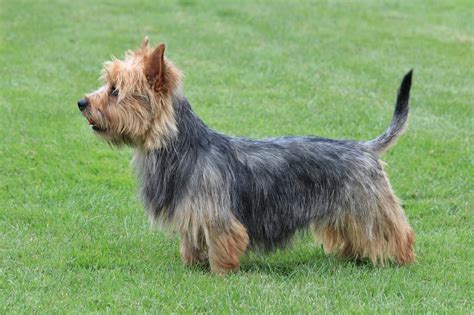 Temperament Personality And Behaviour Of The Australian Terrier