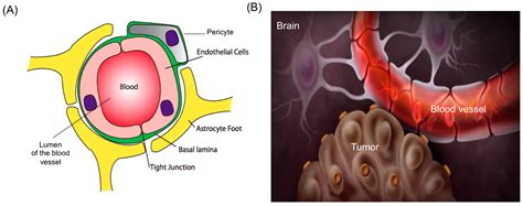 Ijms Free Full Text Advances In Molecular Imaging Of Locally