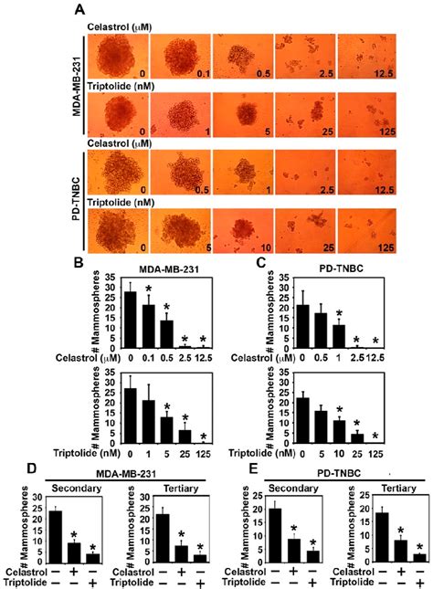 Figure From Celastrol And Triptolide Suppress Stemness In Triple