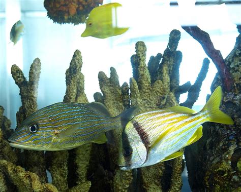 Salt Water Fish Tank At St George Ferry Terminal Staten Flickr