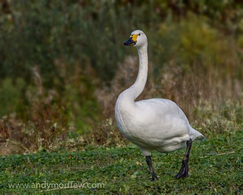 Free Images : nature, wildlife, beak, fauna, swan, goose, vertebrate