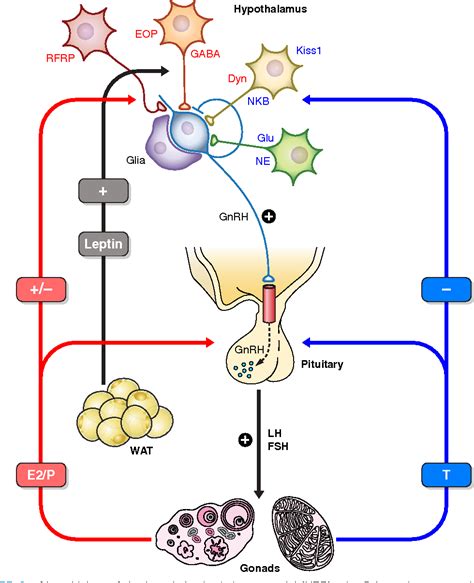 Figure 1 From Kisspeptins And Reproduction Physiological Roles And