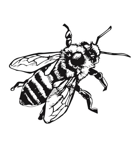 Honey Bee Drawing Clip Art | Free download on ClipArtMag