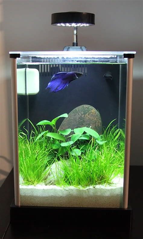 10 Gallon Betta Fish Tank