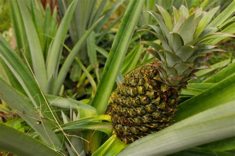 Easy Quick Pineapple Jam — Sustainable Harvest International For People The Planet