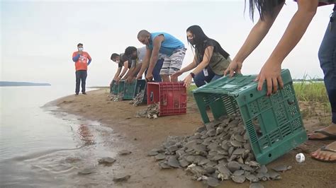 SEMMA PROMOVE SOLTURA DE FILHOTES DE QUELÔNIOS NO TABULEIRO DO EMBAUBAL