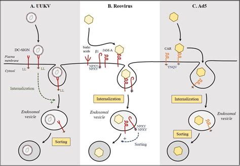 Viruses Free Full Text Dynamics Of Virus Receptor Interactions In