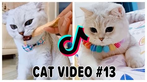 Tik Tok Cat Cute And Funny Cat Videos Compilation 13 Meow Animals