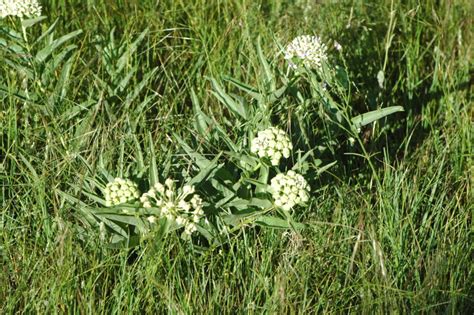 Pasture Weed Management Topic Of March 5 Webinar → Southern Livestock Standard The Definitive