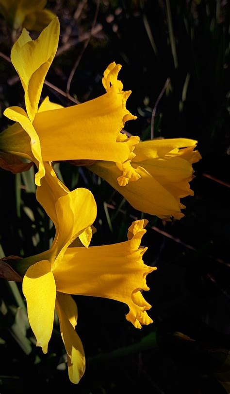 Trumpeting The Arrival Of Spring These Yellow Daffodils Re Flickr