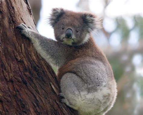 10 Selected Cute Wallpaper Koala You Can Use It Without A Penny