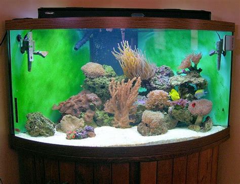 10 Easy Saltwater Aquarium Set Up Steps