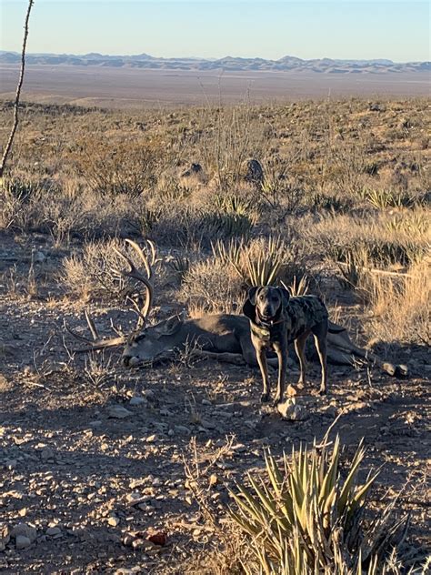 The best game recovery dog. My Blue Lacy, Lyssy. | Scrolller
