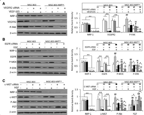 Nrp 1 Depletion Influences The Activation Of Vegfvegfr2 Egfegfr And