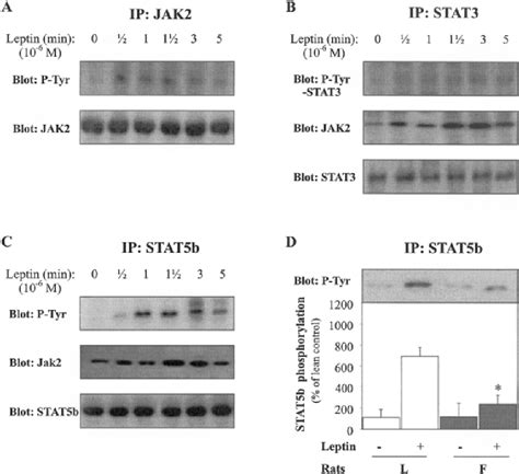 Figure From Interaction Between Leptin And Insulin Signaling Pathways