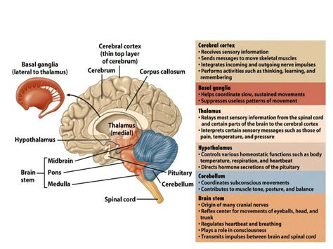CNS pdf - dr.ayad - Muhadharaty