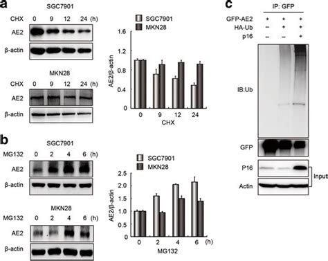 16 Enhanced Ubiquitin Dependent Degradation Of Ae2 Protein A Ae2