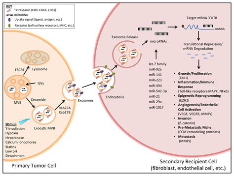 Ijms Free Full Text Intercellular Communication By Exosome Derived