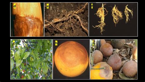 Phytophthora Citrus Interactions And Management Strategies A Review