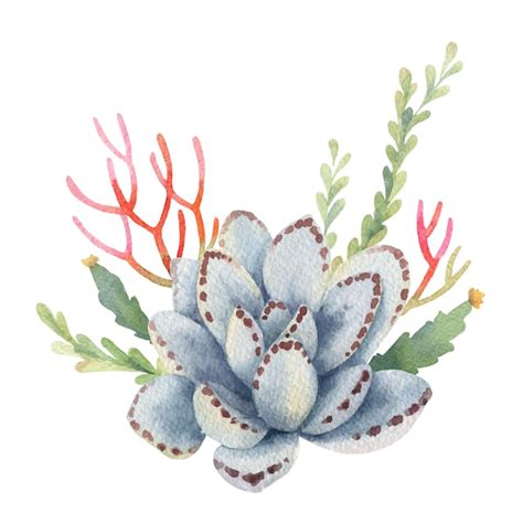 Ramo Vectorial De Acuarela De Cactus Y Plantas Suculentas Aisladas En