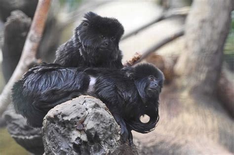 Beardsley Zoo In Bridgeport Uncovers Cause Of Exotic Monkeys Deaths