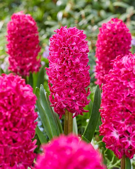 Hyazinthe Hyacinthus Jan Bos Bild Kaufen 13703574