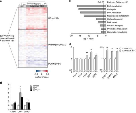 E2F7-target genes are highly expressed in human SCC and are further ... 
