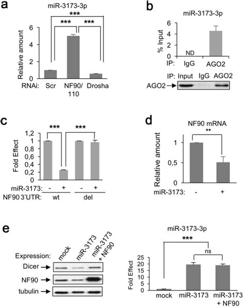 An Nf90nf110 Mediated Feedback Amplification Loop Regulates Dicer