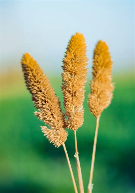 Close Up Of Plants Among Grasses · Free Stock Photo