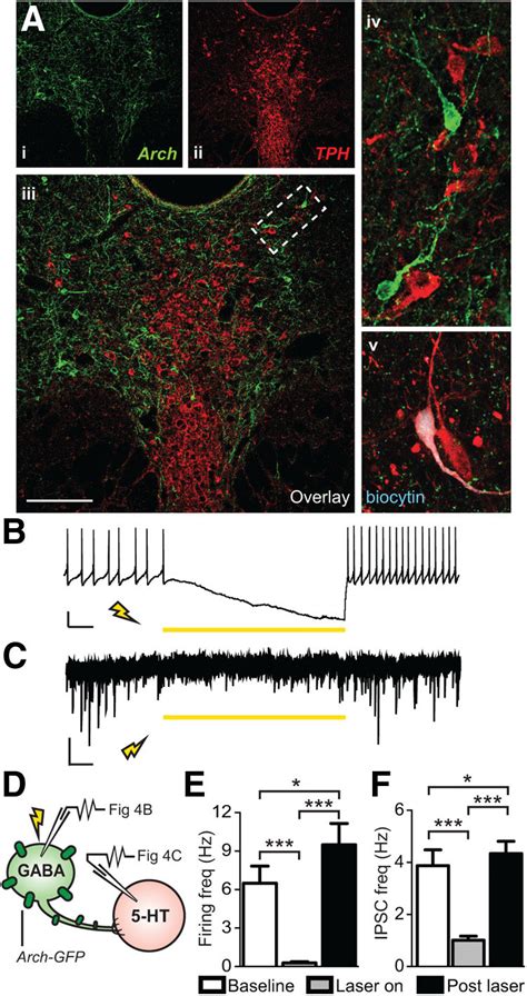 Archaerhodopsin Mediated Photoinhibition Of Drn Gabaergic Neurons Download Scientific Diagram